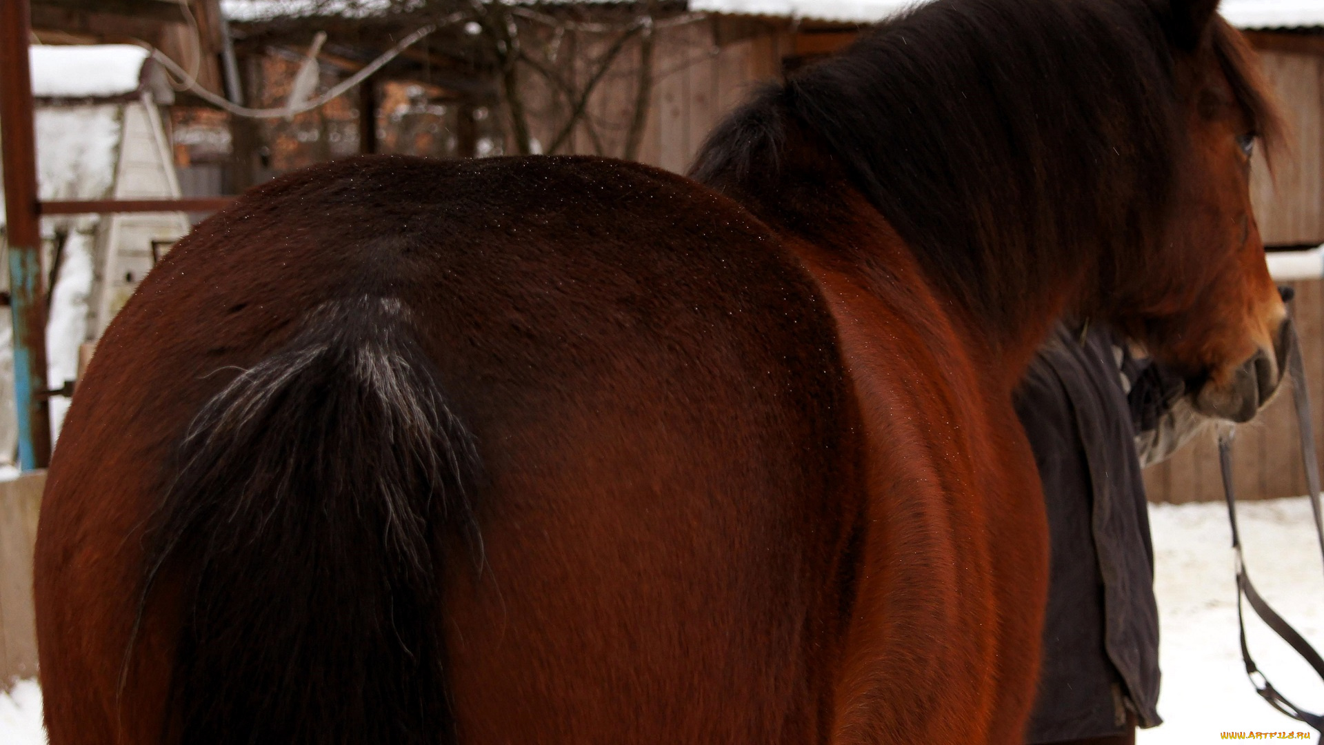 животные, лошади, лошадь, бурая, снег