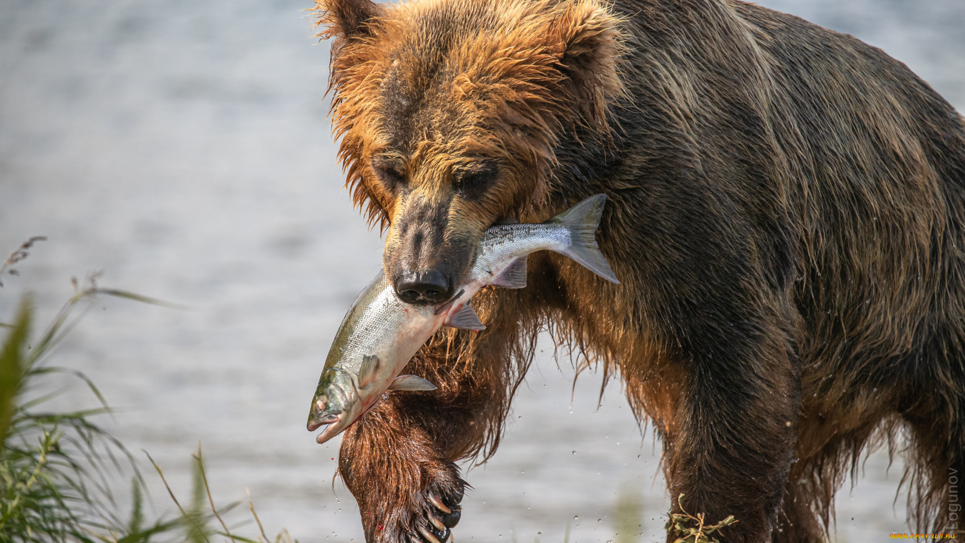 животные, медведи, еда, рыба, млекопитающие, дикая, природа, крупным, планом, хищник, хoзяин, тайги