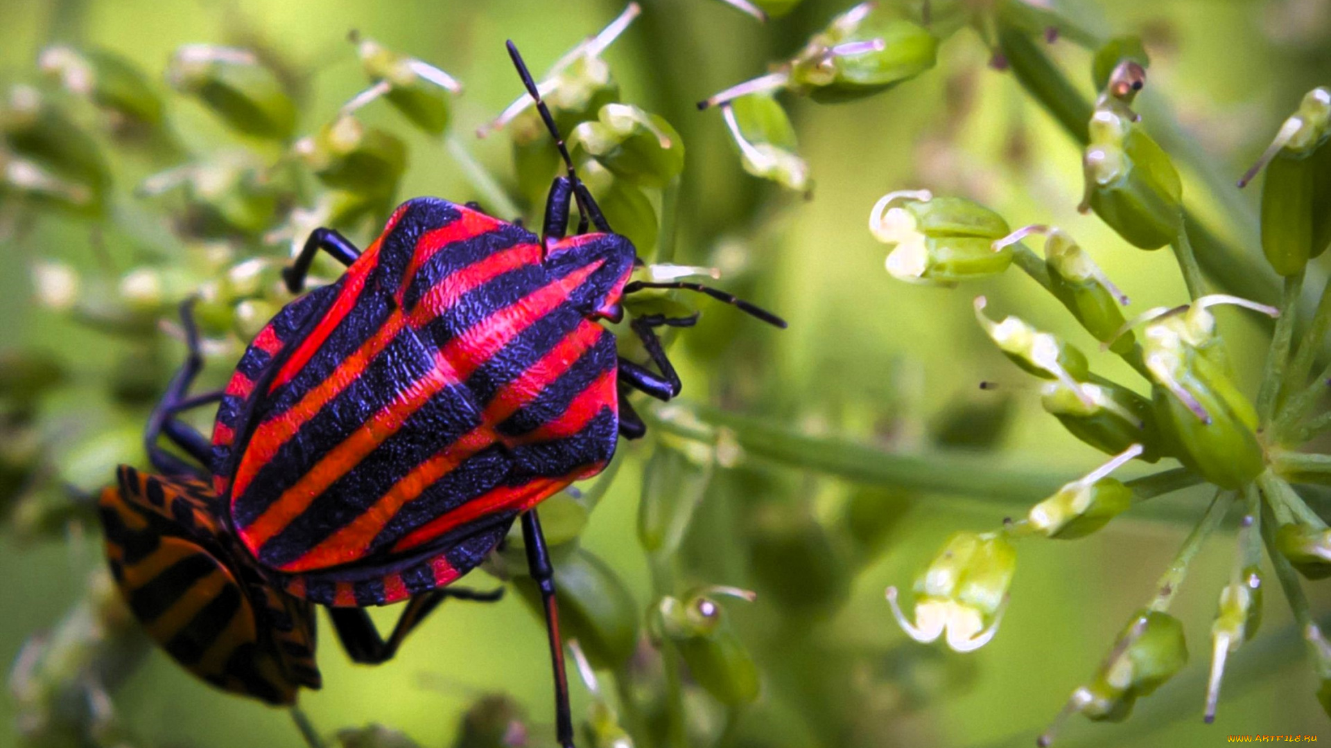 животные, насекомые, жуки, цветы