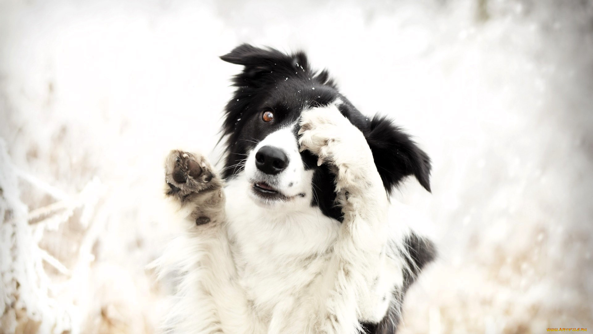 животные, собаки, собака, лапы, снег