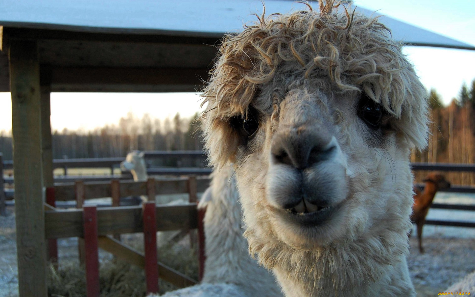 животные, ламы, лама, голова, загон