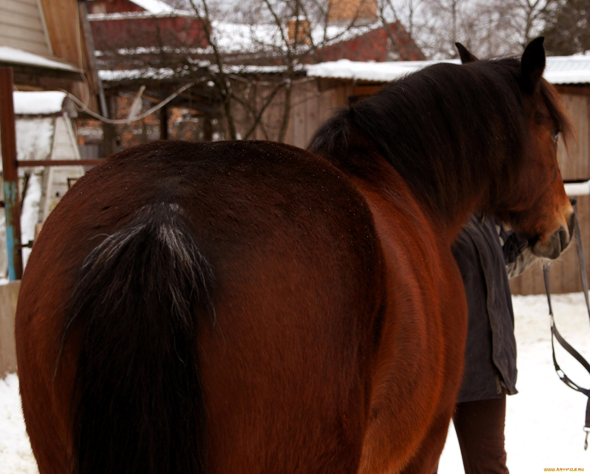 животные, лошади, лошадь, бурая, снег