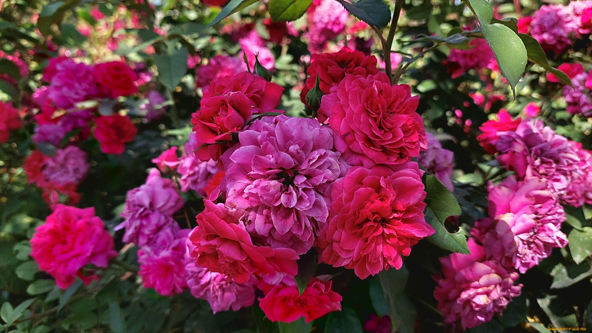 цветы, розы