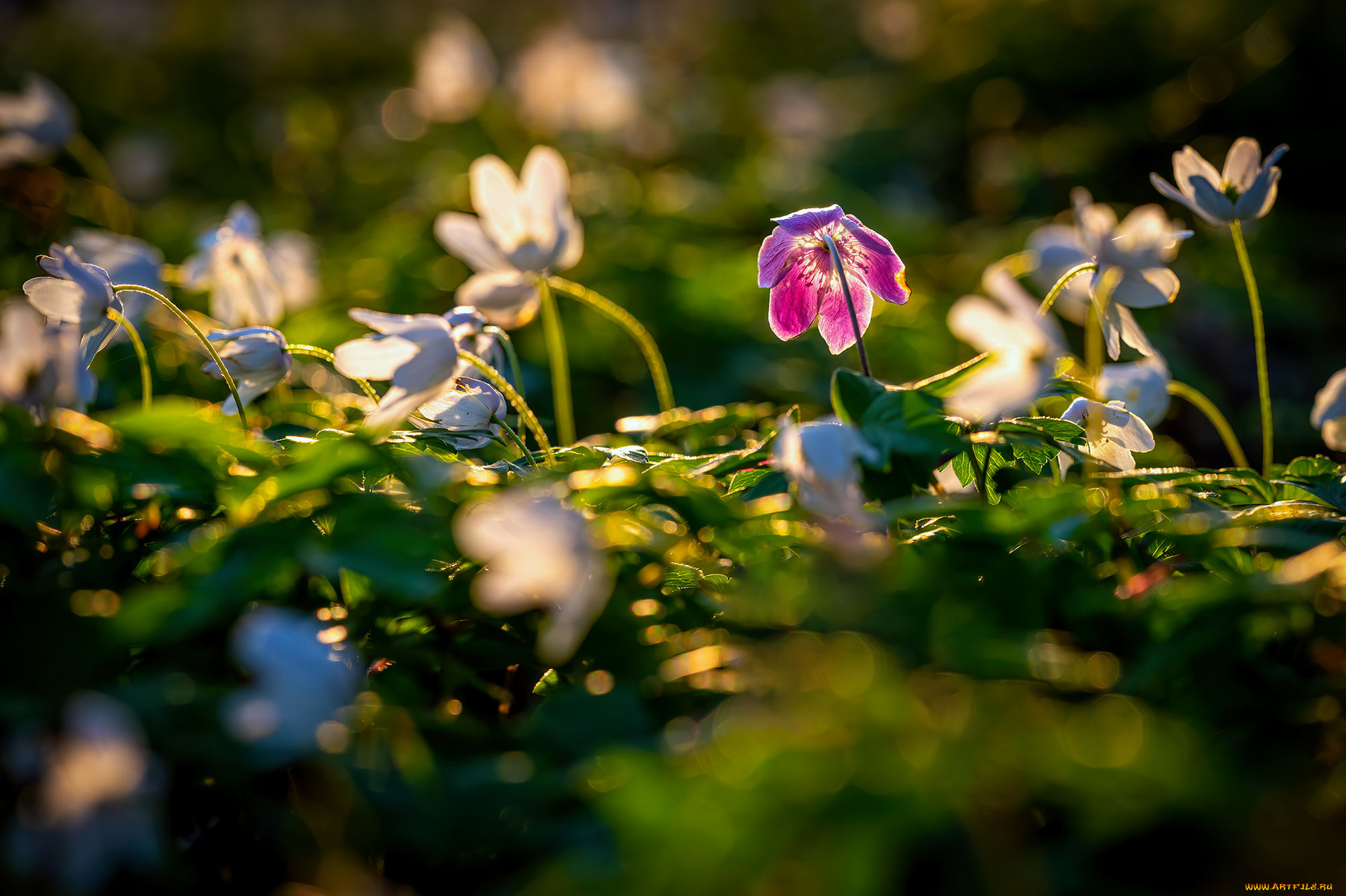 цветы, геллеборус, , морозник, цветок