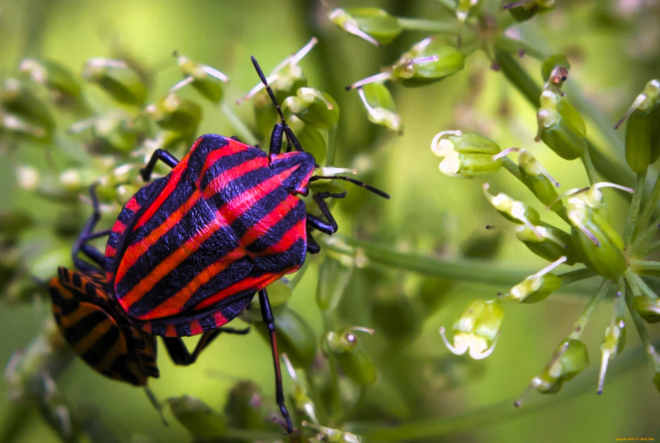животные, насекомые, жуки, цветы