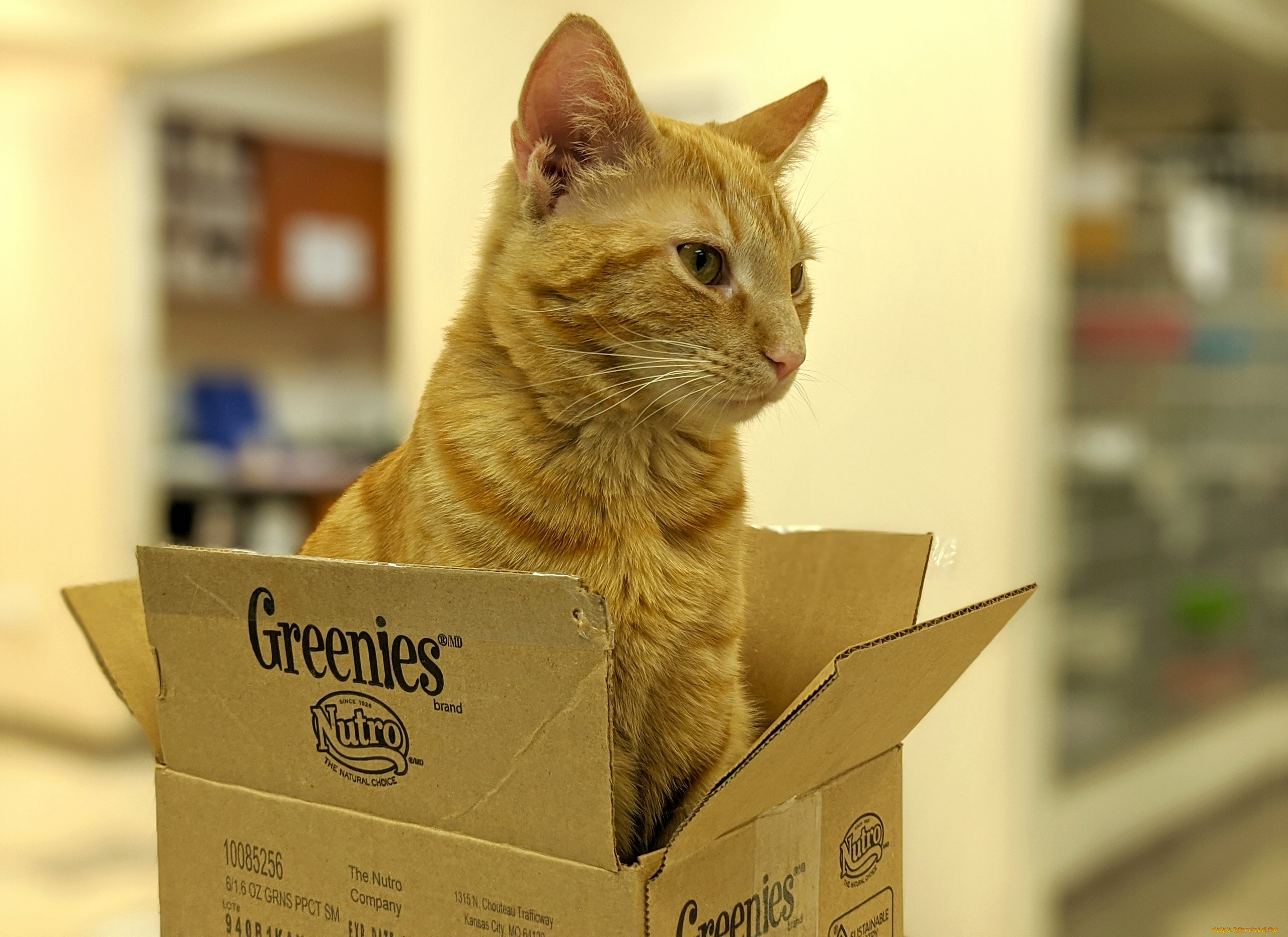 животные, коты, кот, кошка