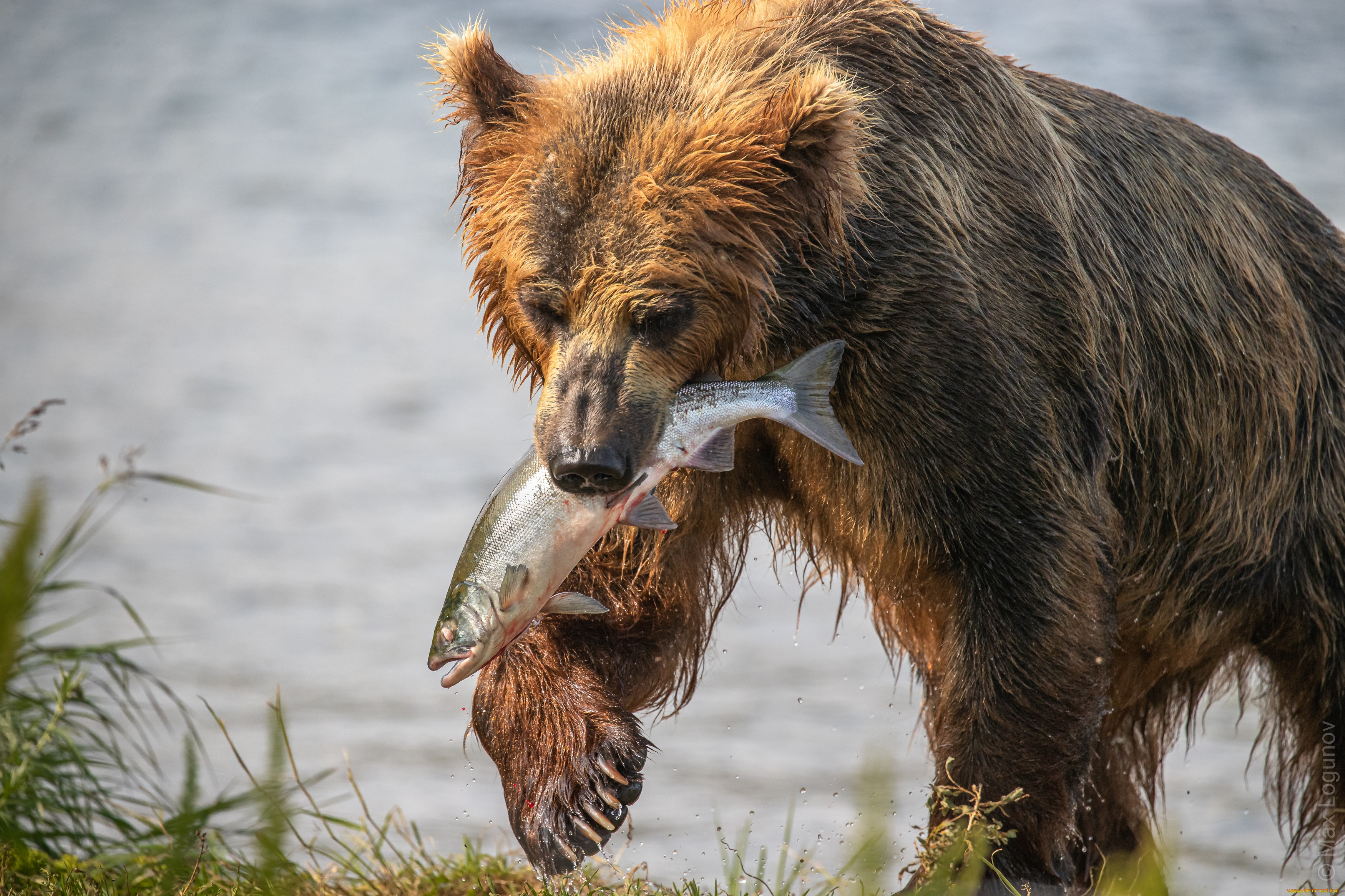 животные, медведи, еда, рыба, млекопитающие, дикая, природа, крупным, планом, хищник, хoзяин, тайги
