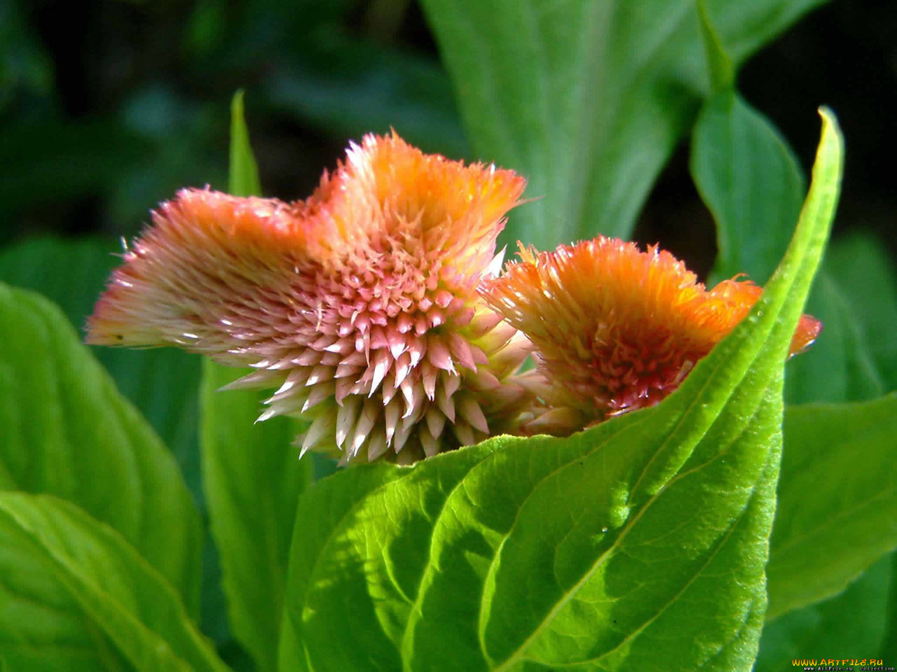 просто, цветок, цветы, амаранты