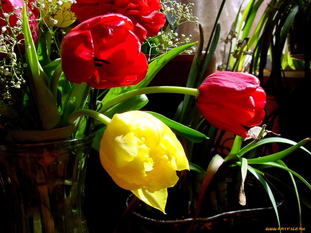 цветы, тюльпаны