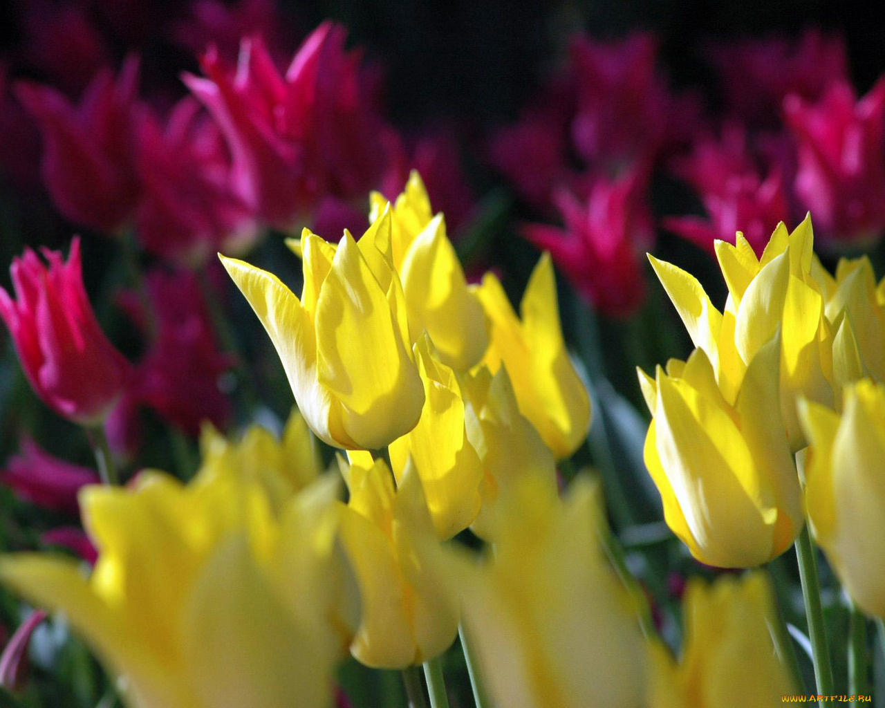 цветы, тюльпаны