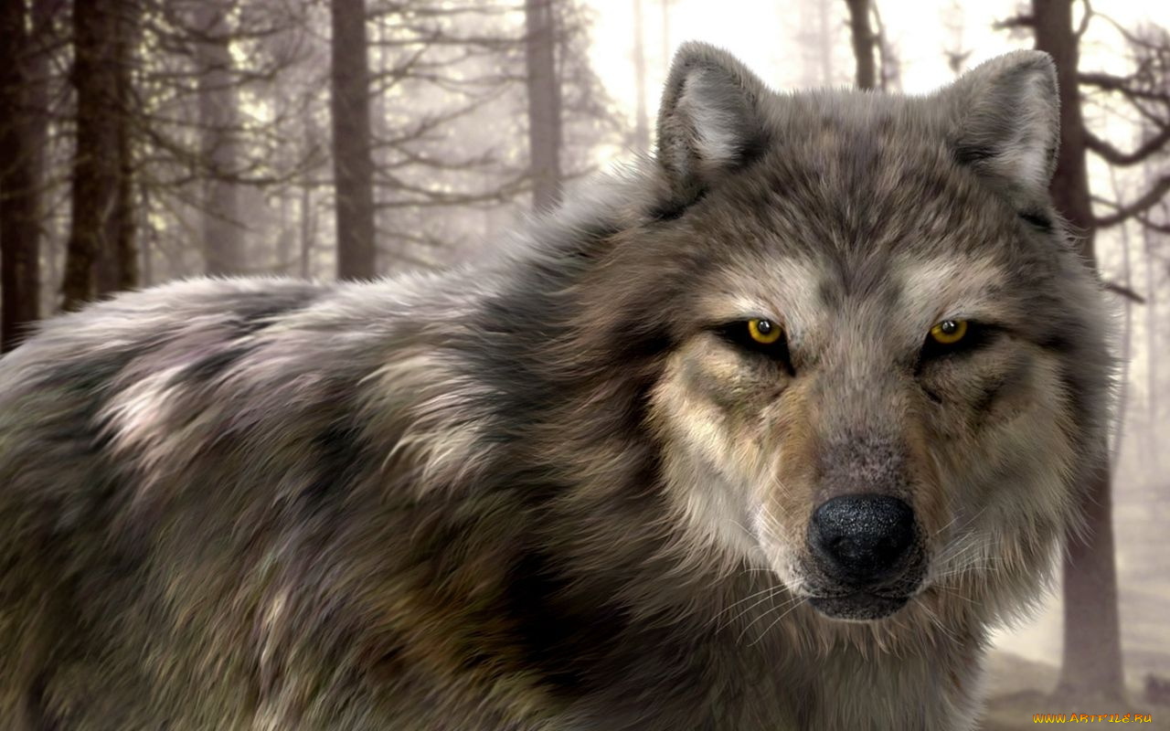 рисованные, животные, волки