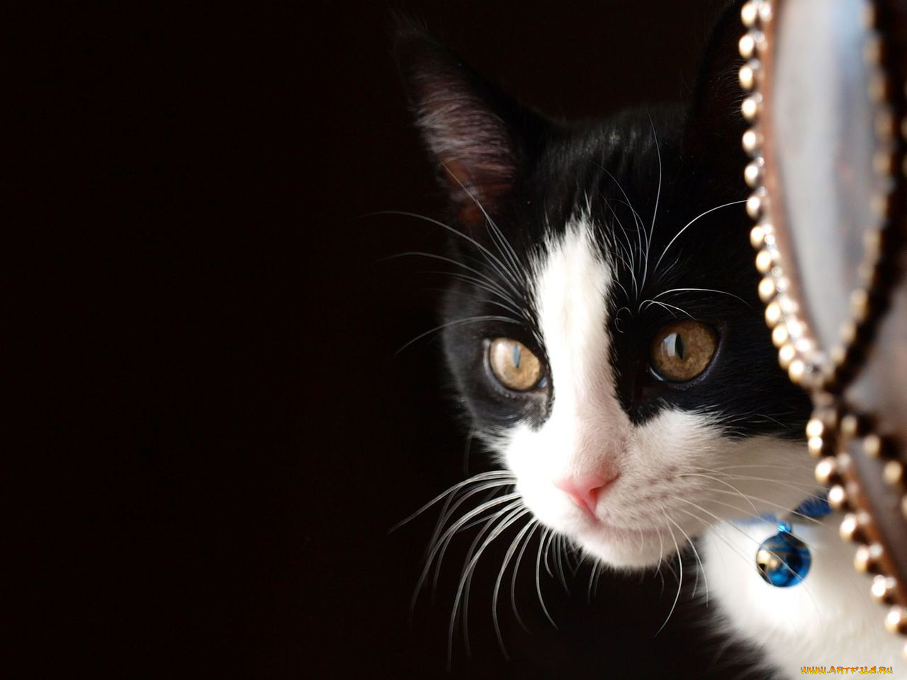 животные, коты