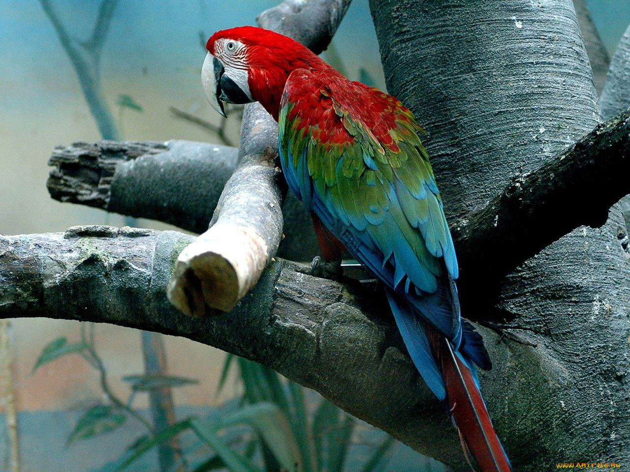 животные, попугаи