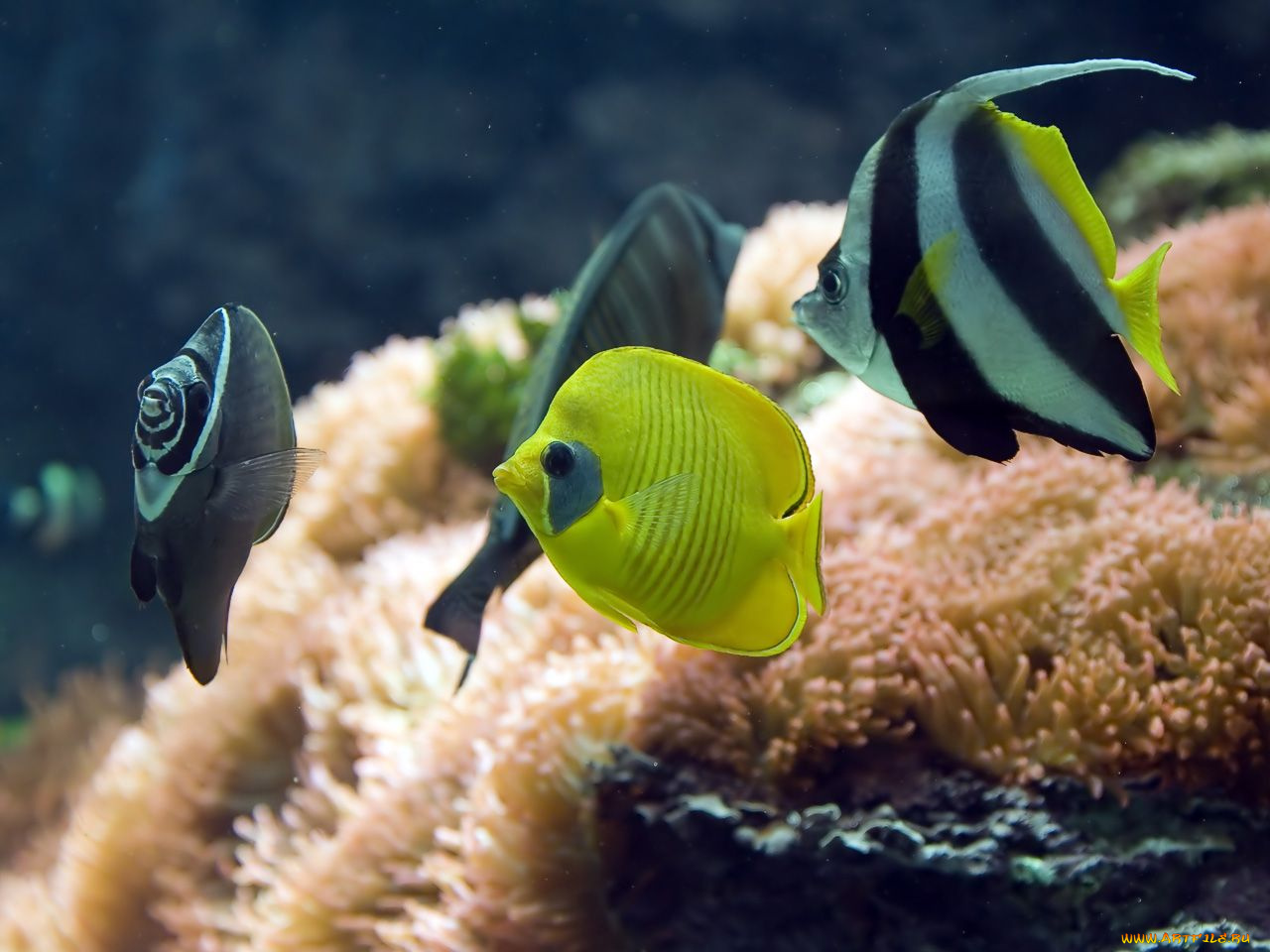 животные, рыбы