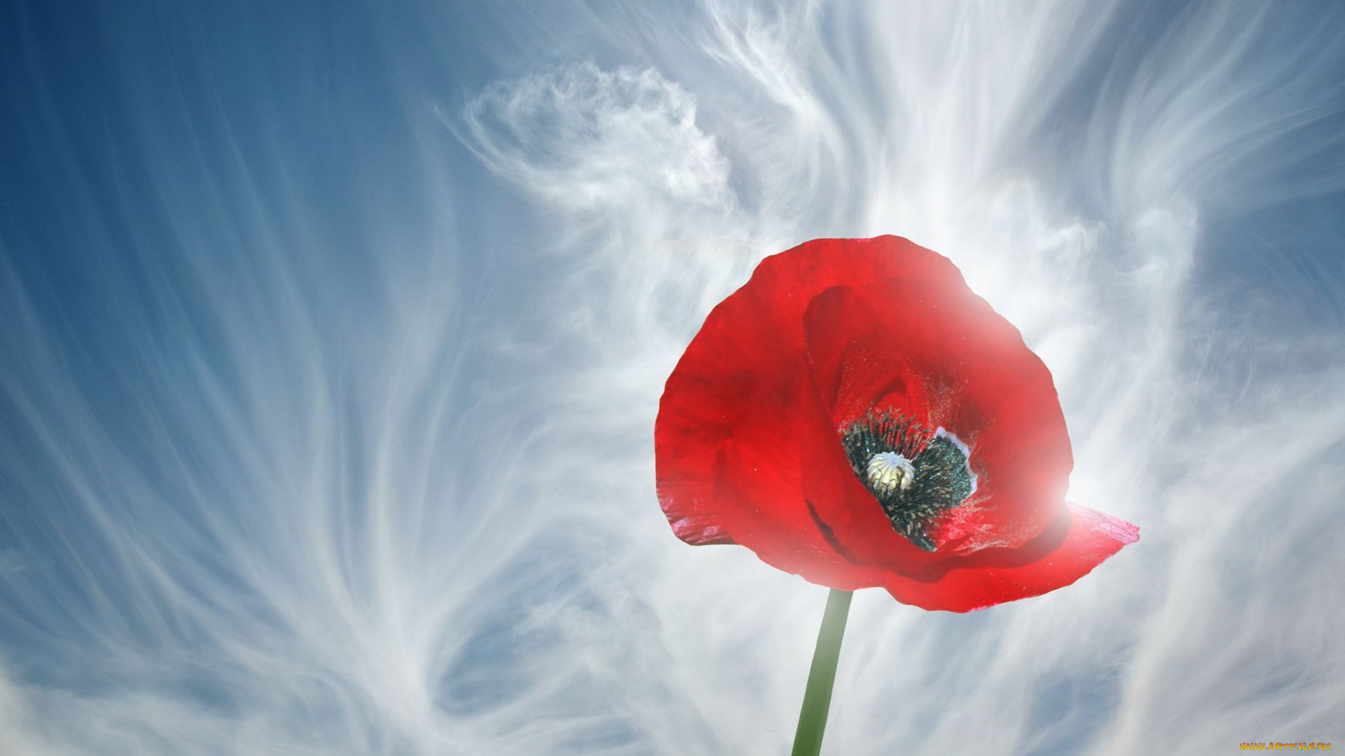 цветы, маки