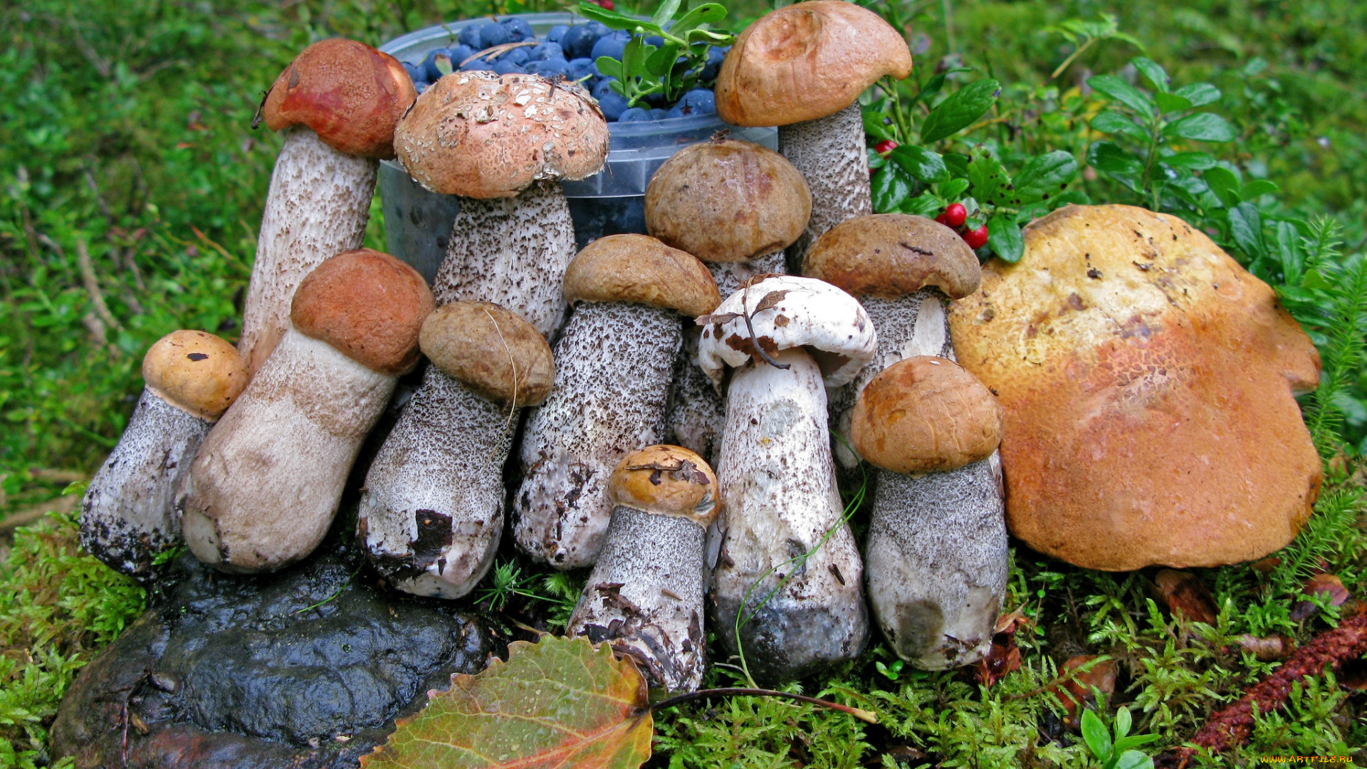 еда, грибы, грибные, блюда