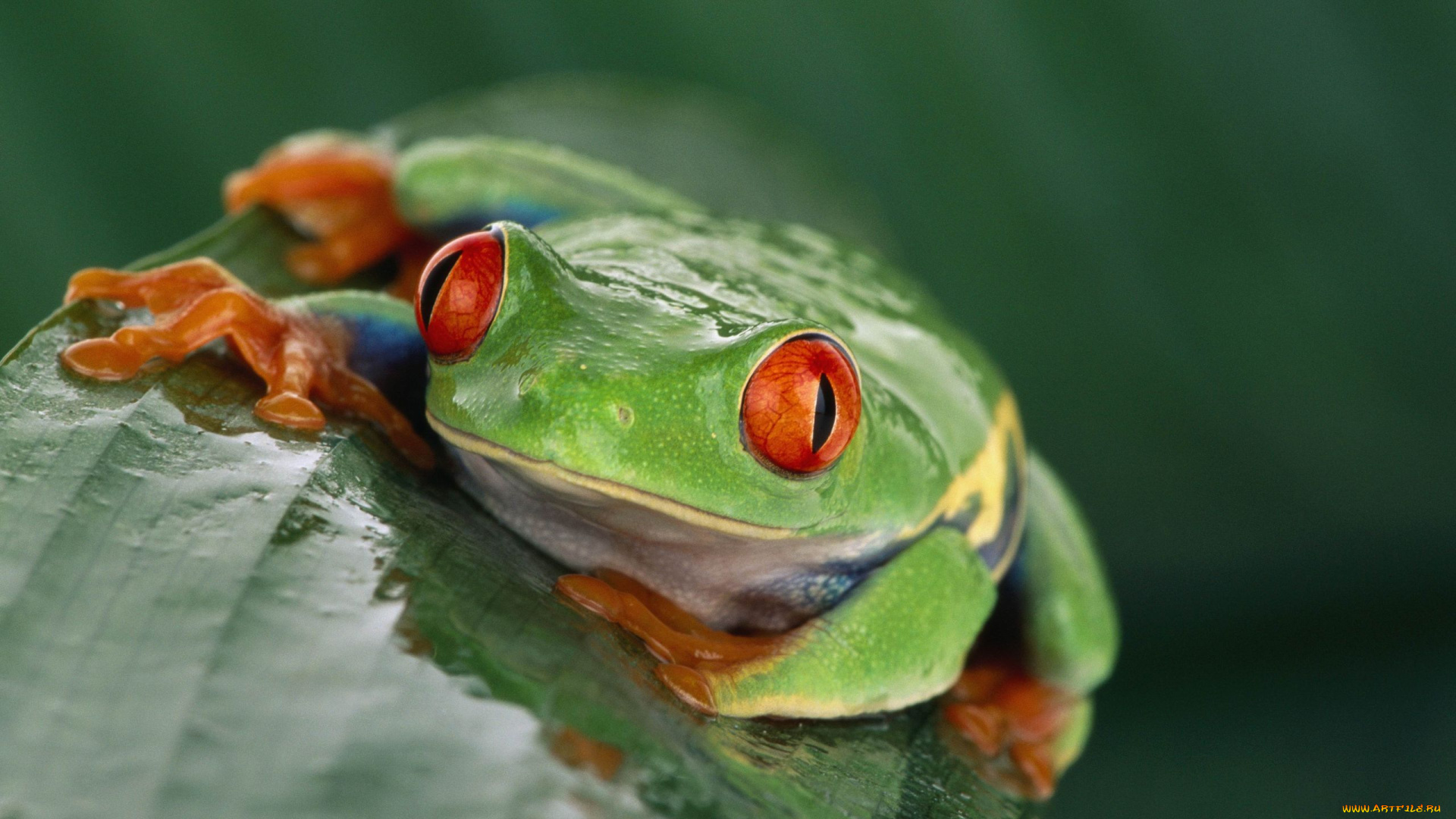животные, лягушки
