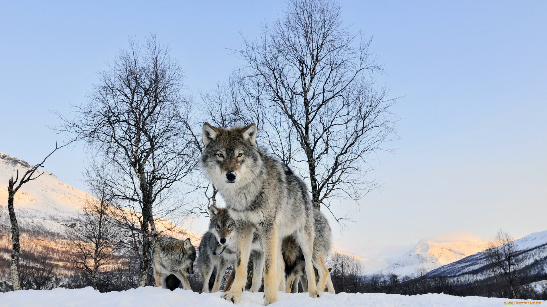 животные, волки