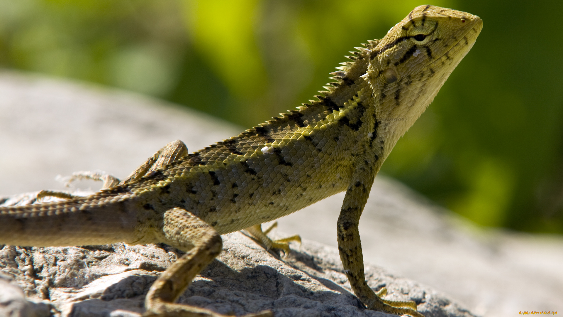 животные, Ящерицы, игуаны, вараны