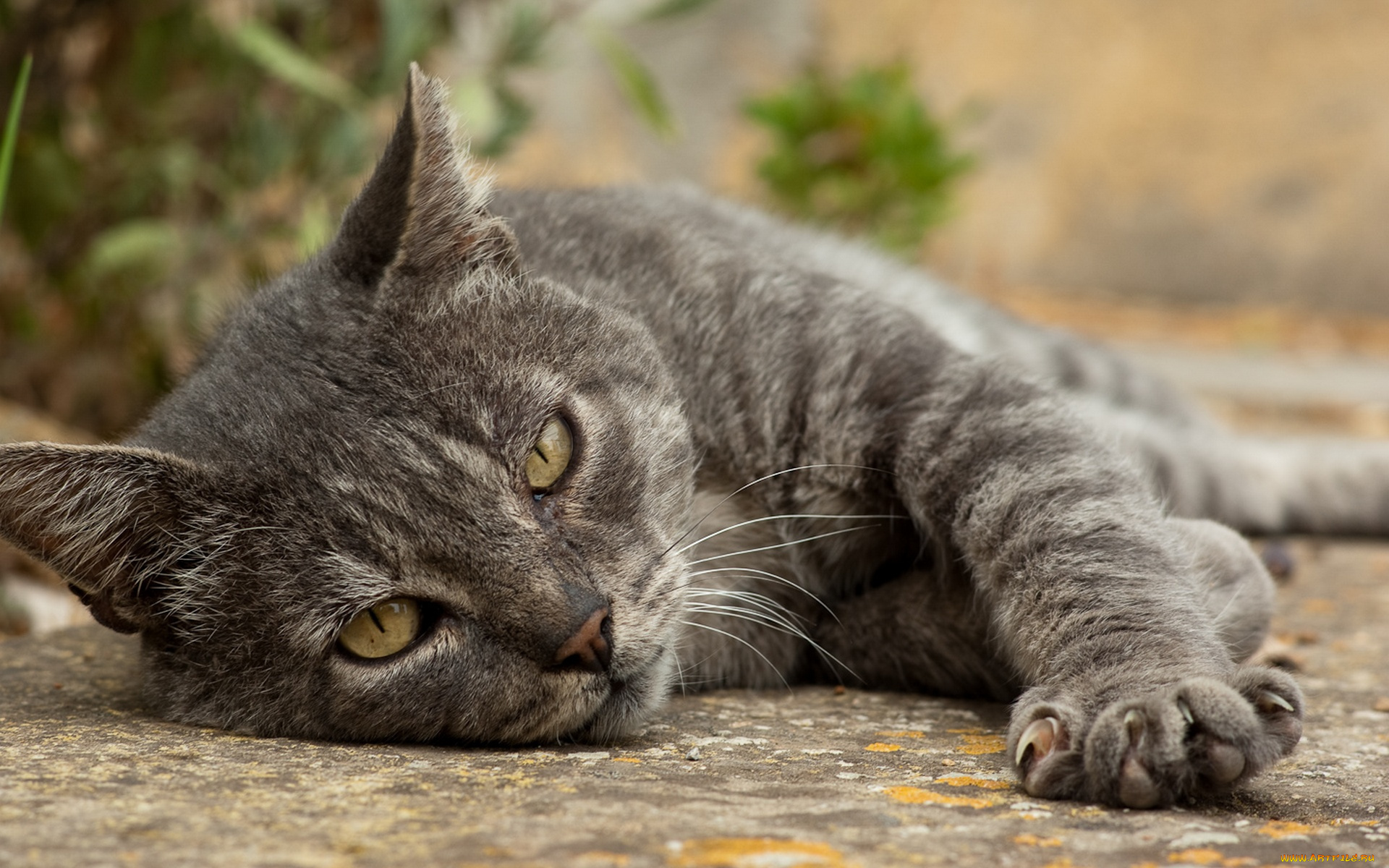 животные, коты