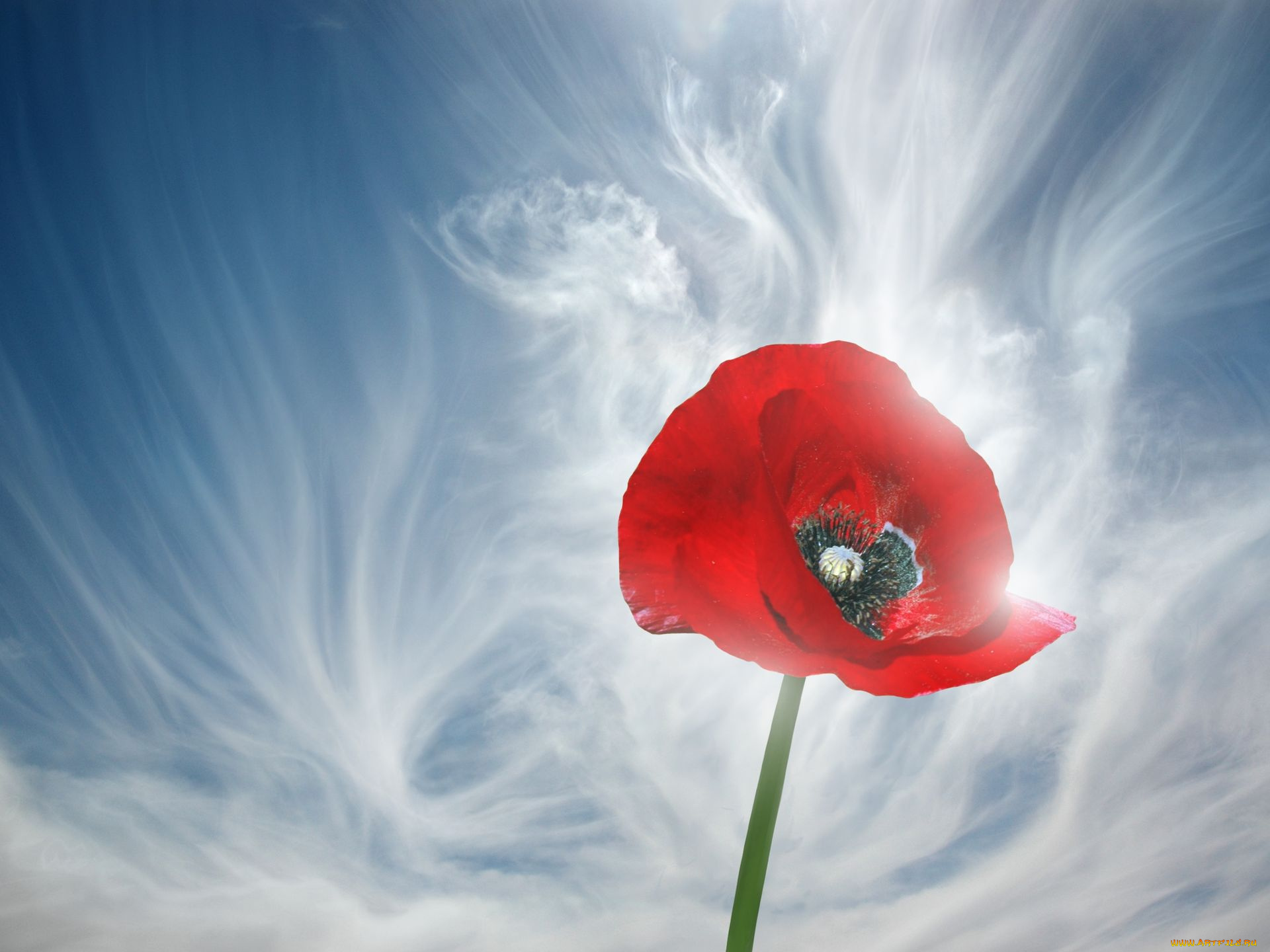 цветы, маки