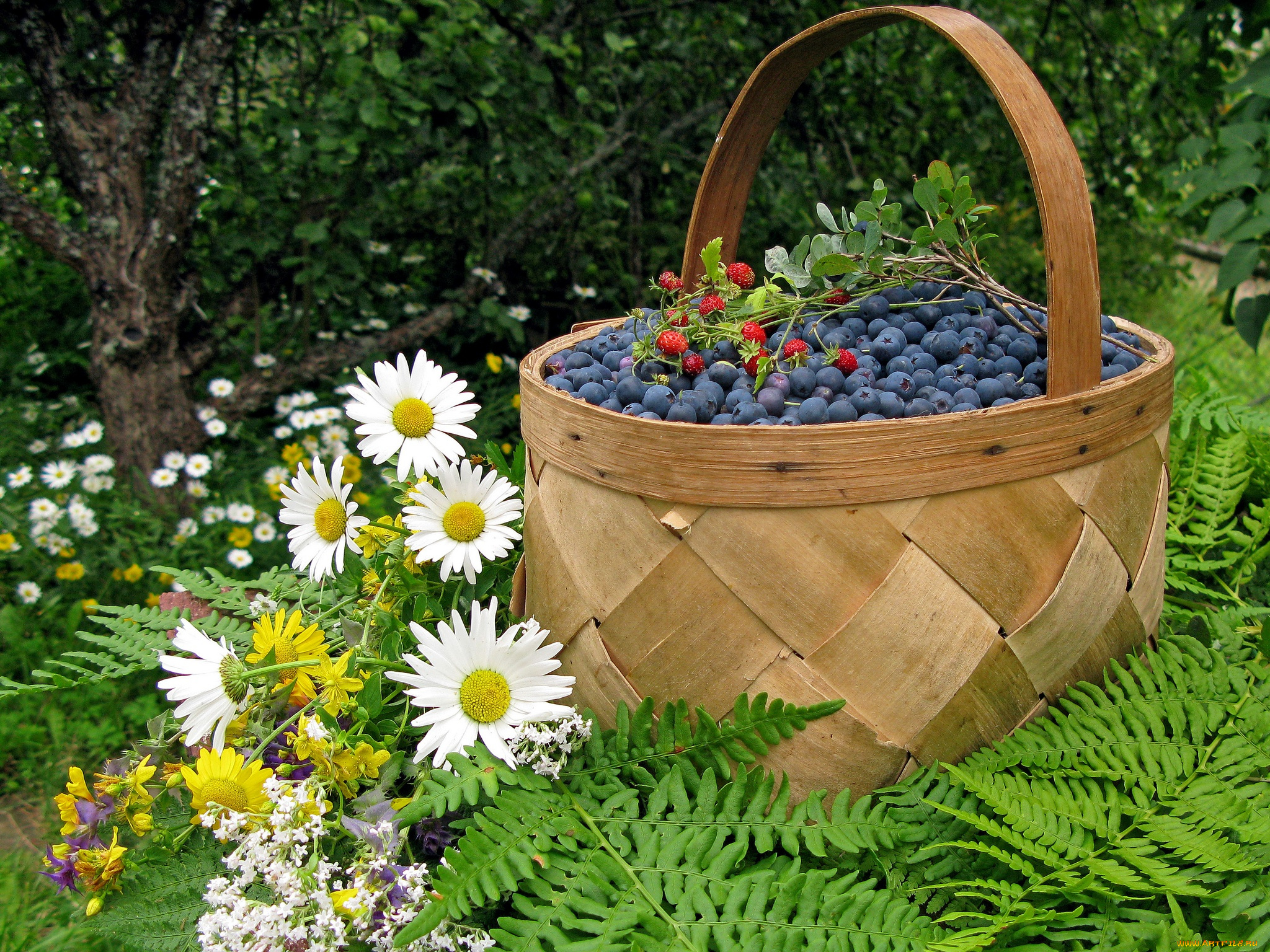 еда, фрукты, ягоды