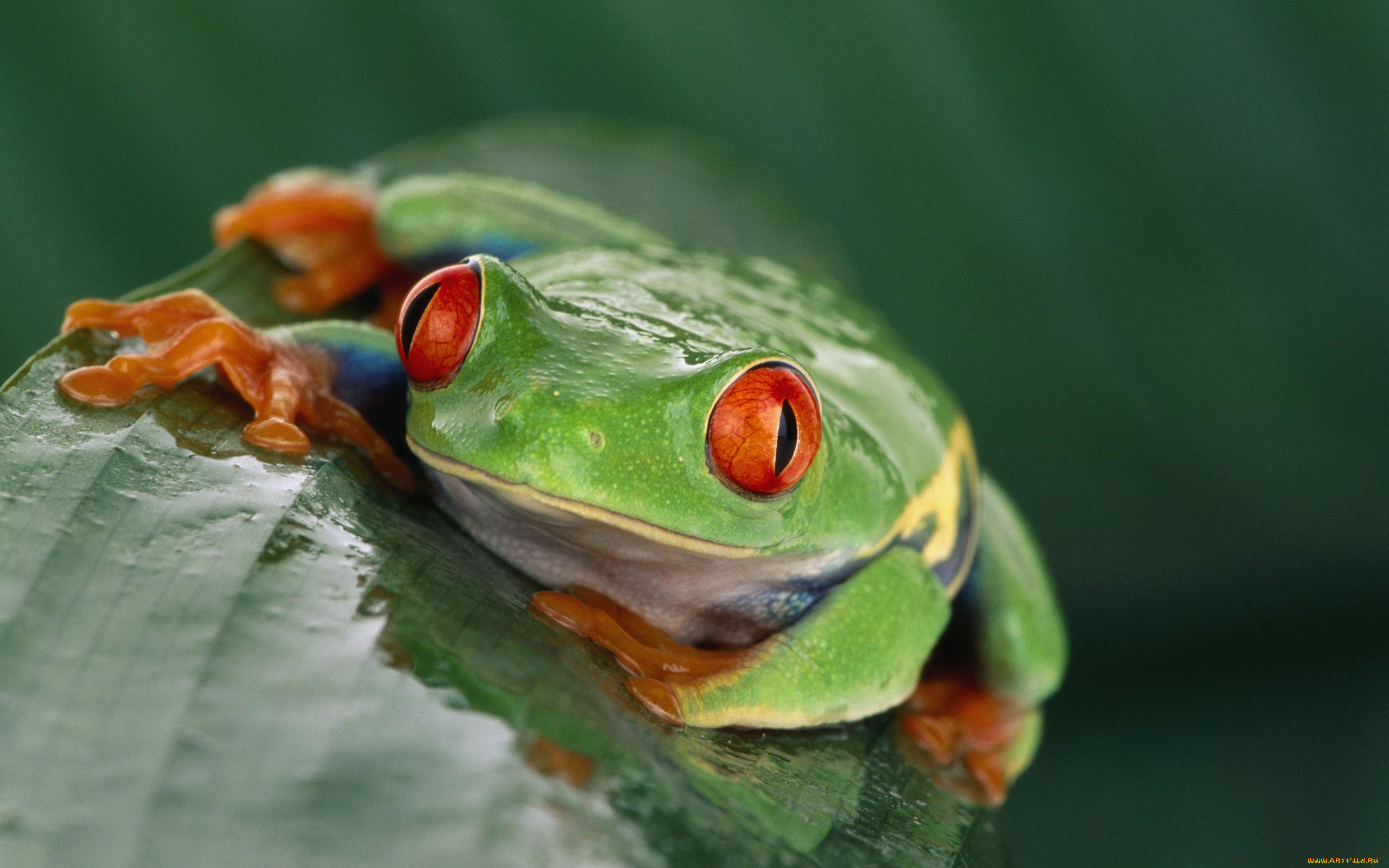 животные, лягушки