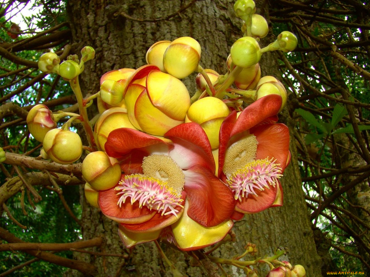 курупита, гвианская, цветы, цветущие, деревья, кустарники