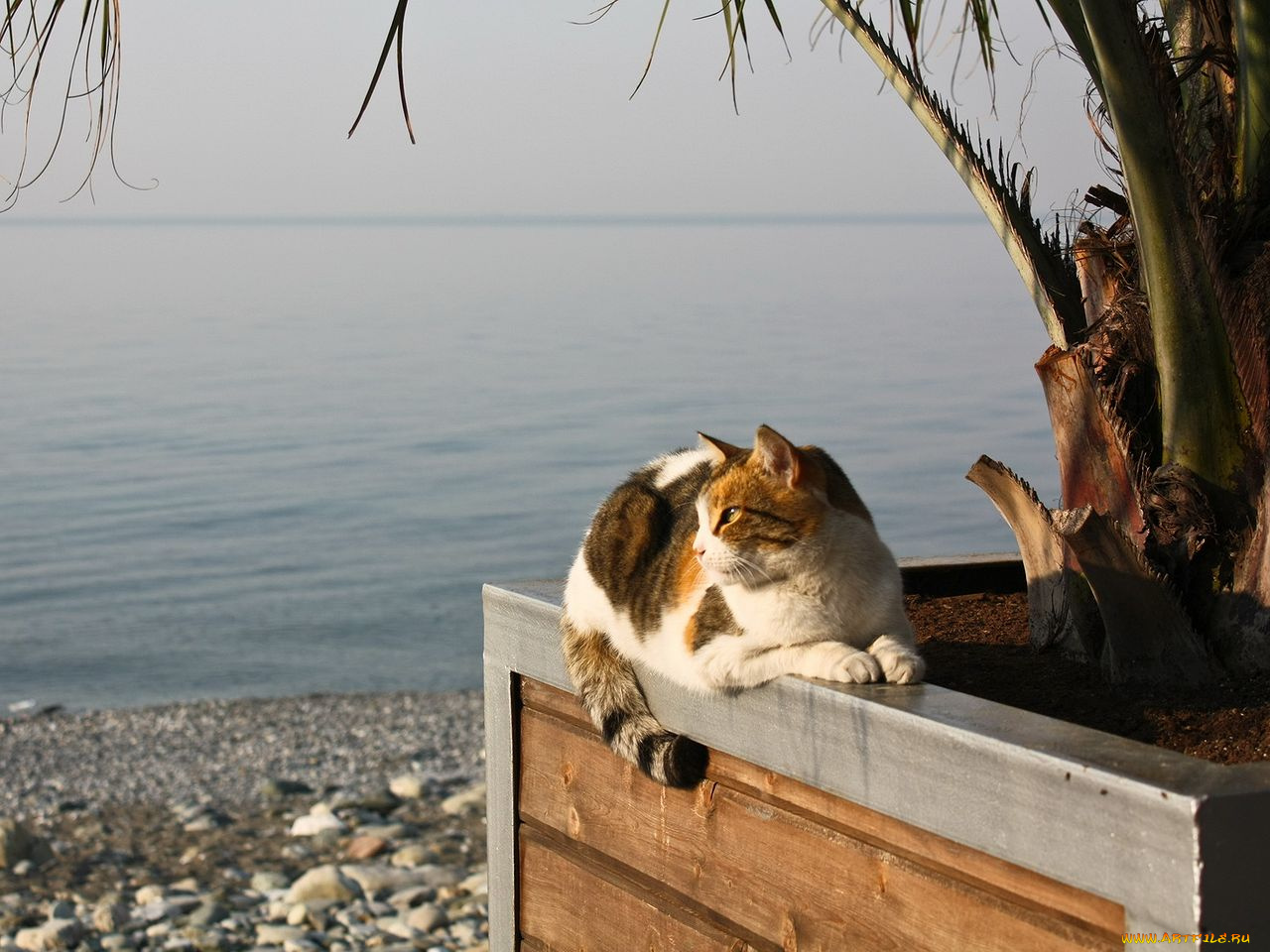 животные, коты