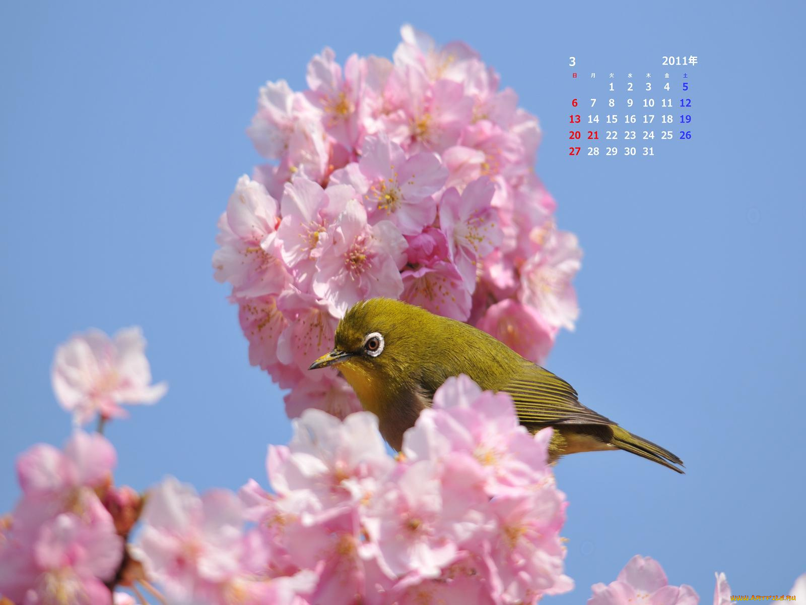 календари, животные