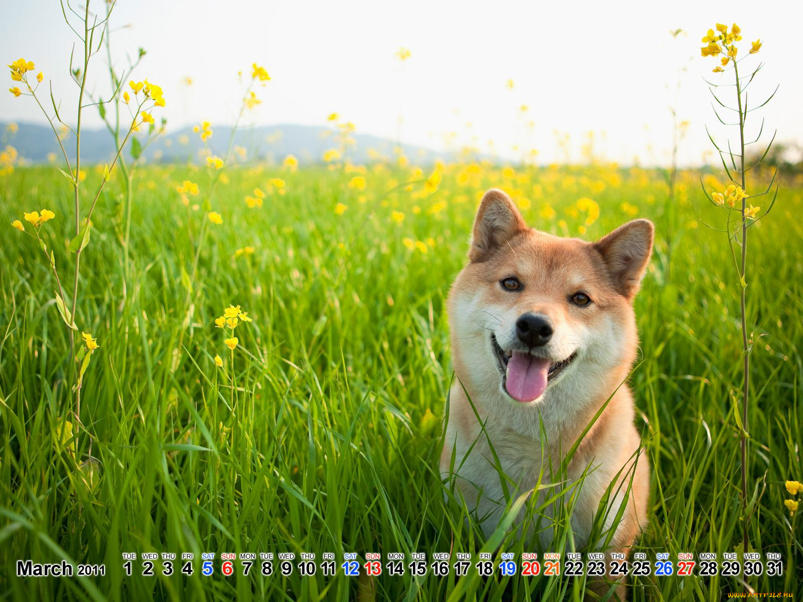 календари, животные