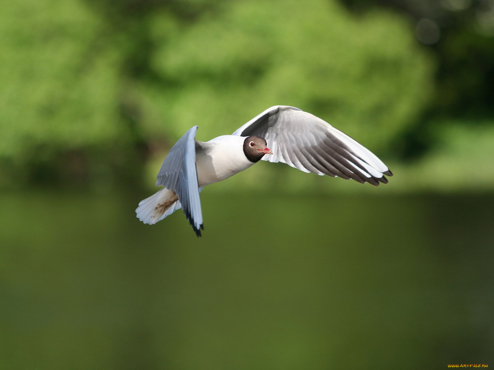 животные, Чайки, бакланы, крачки