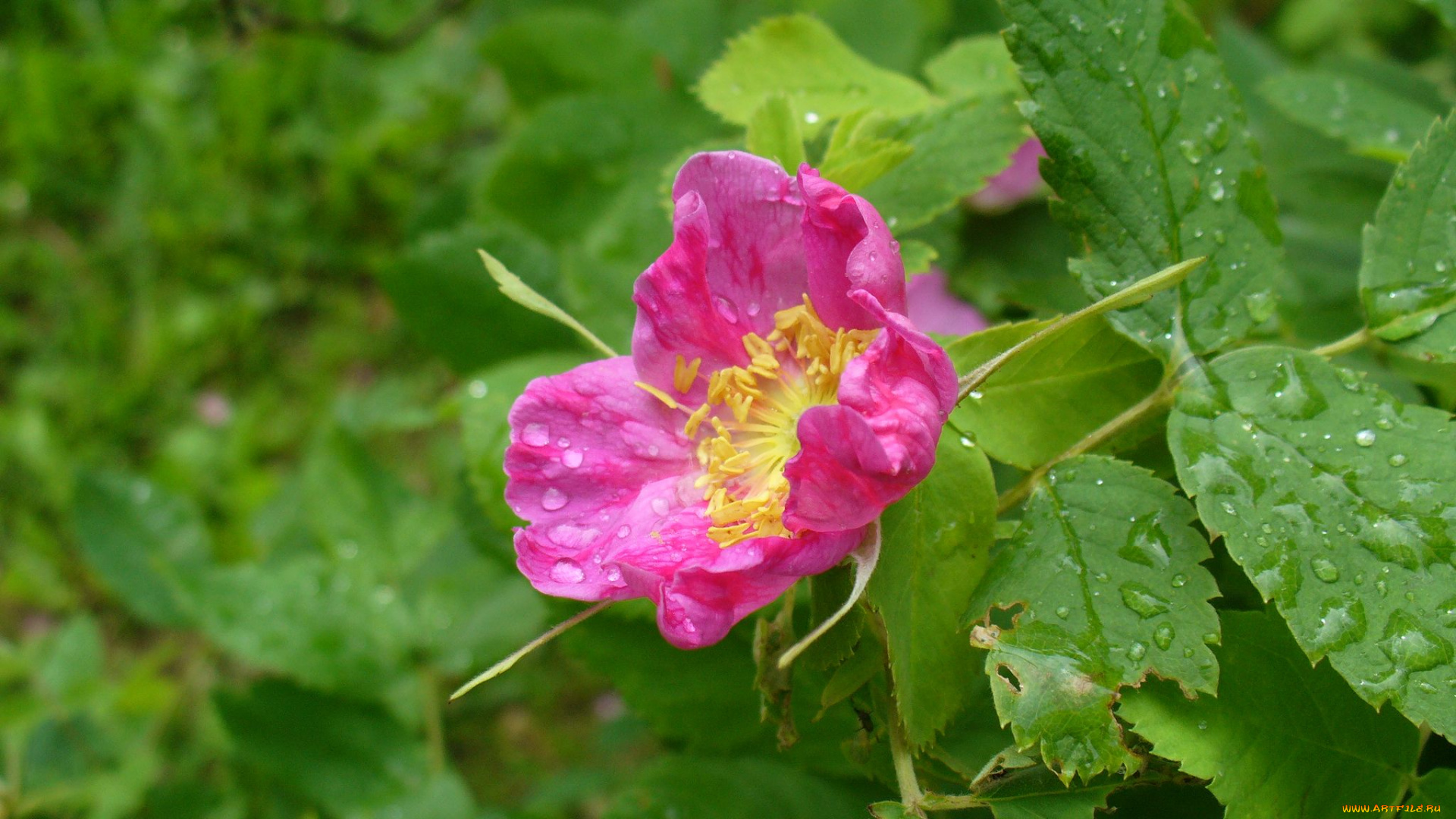 цветы, шиповник