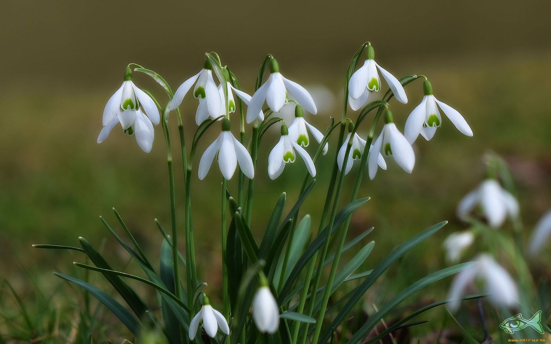 цветы, подснежники, белоцветник
