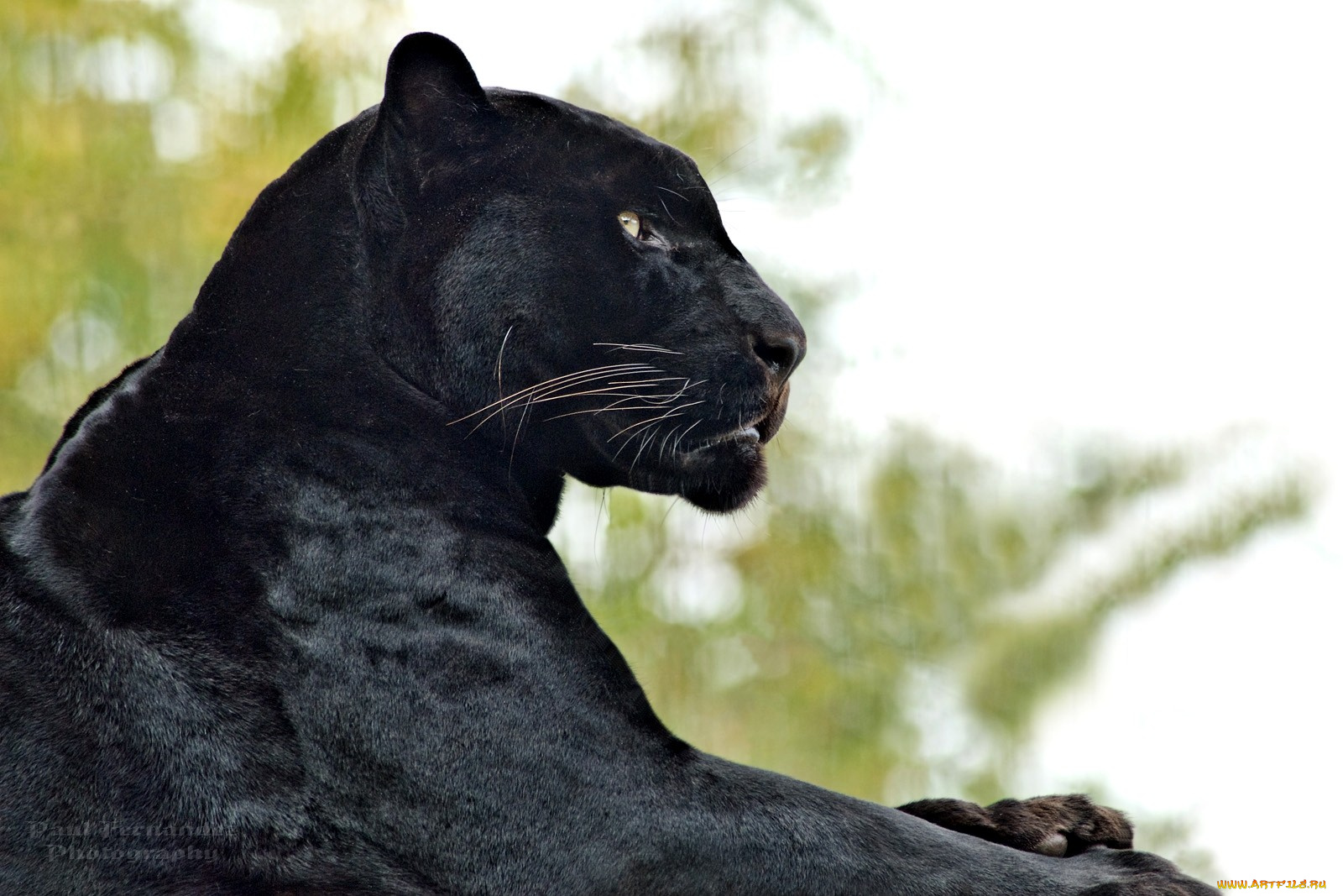 животные, пантеры, профиль, черный