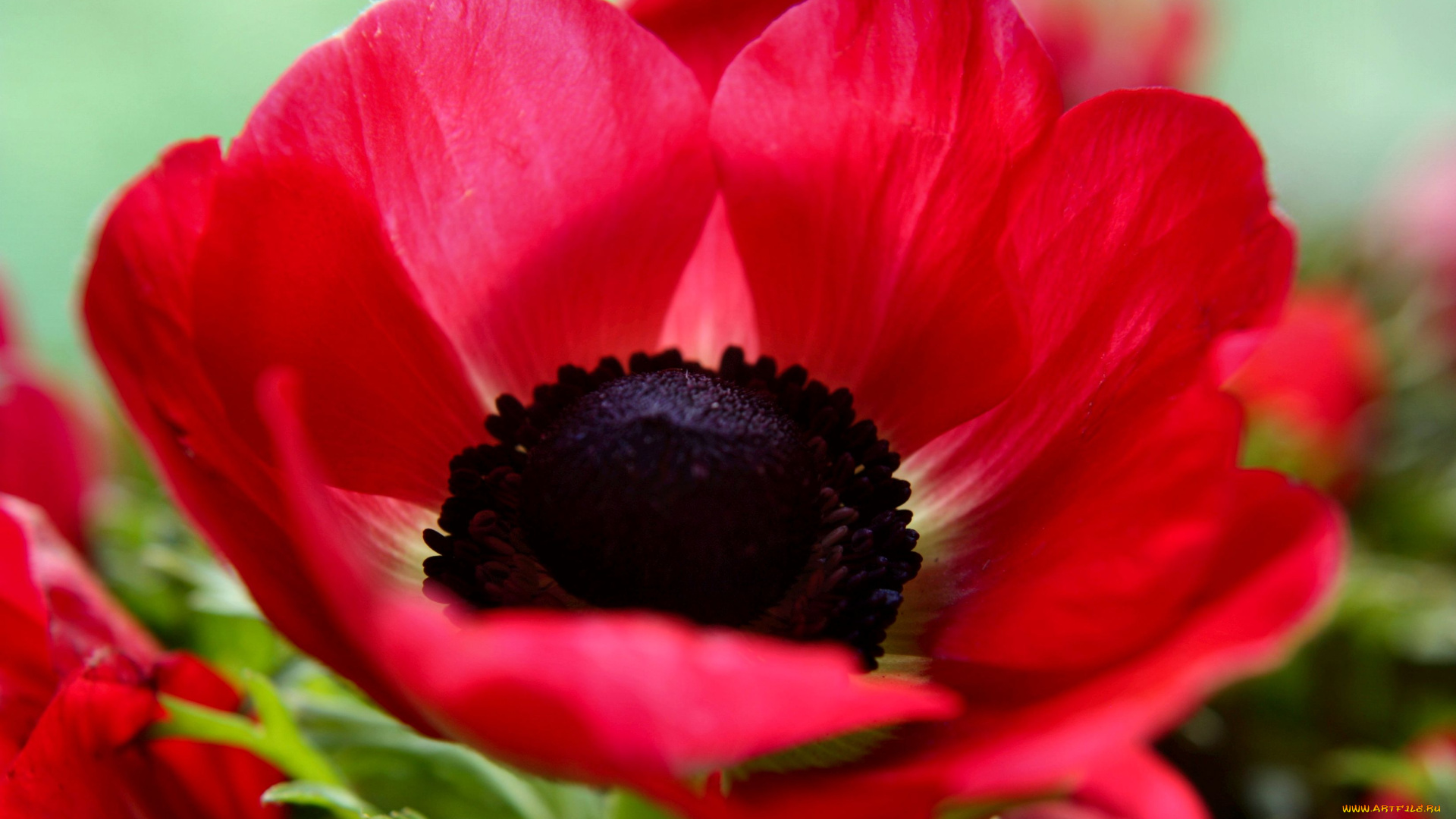 цветы, анемоны, адонисы, красный, яркий