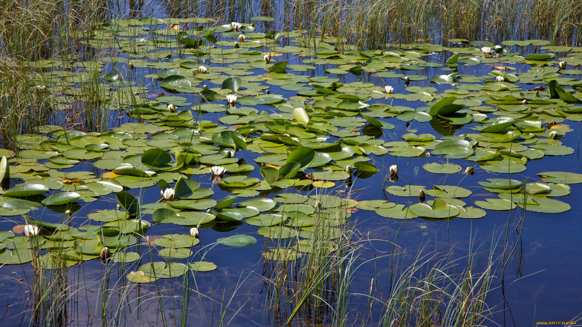 цветы, лилии, водяные, нимфеи, кувшинки, вода, пруд