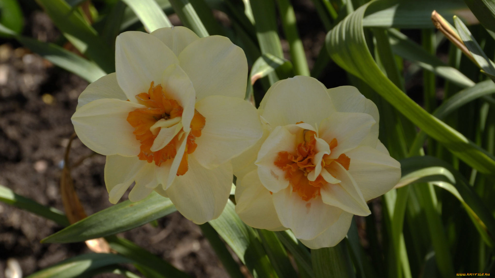 цветы, нарциссы, белый, весна