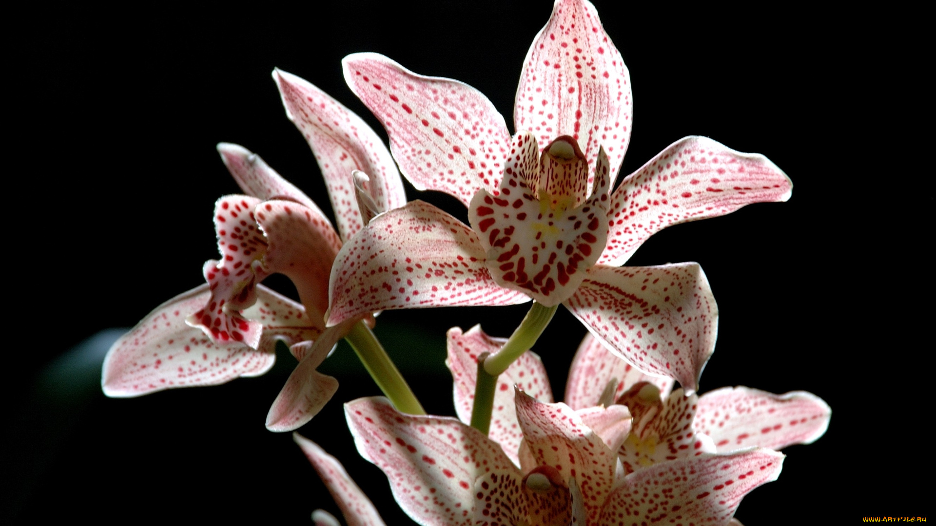цветы, орхидеи, крапинки, розовый
