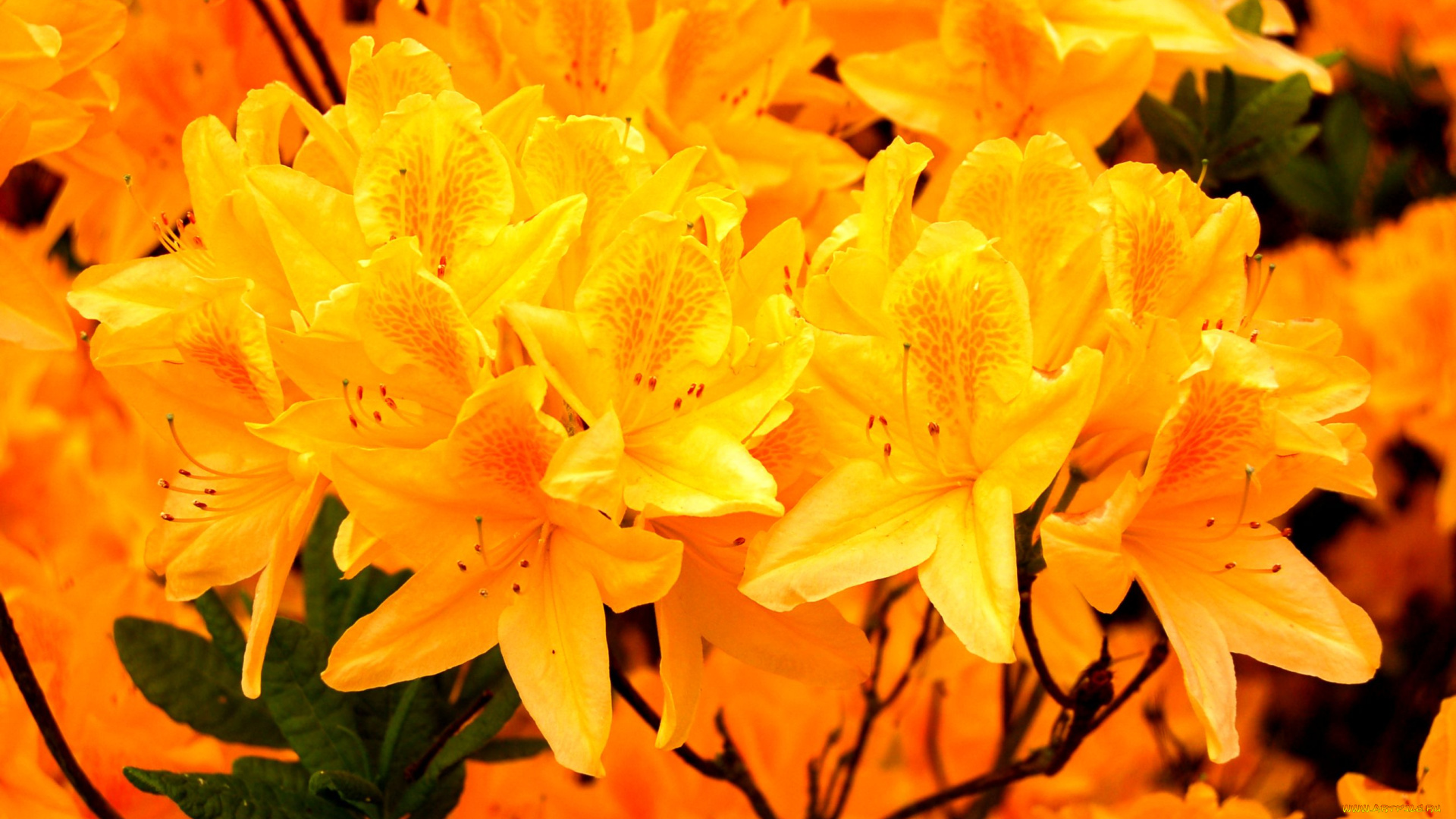 цветы, рододендроны, азалии, оранжевый, яркий, ветки