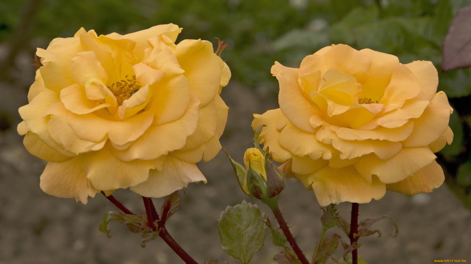 цветы, розы, бутон, кремовый