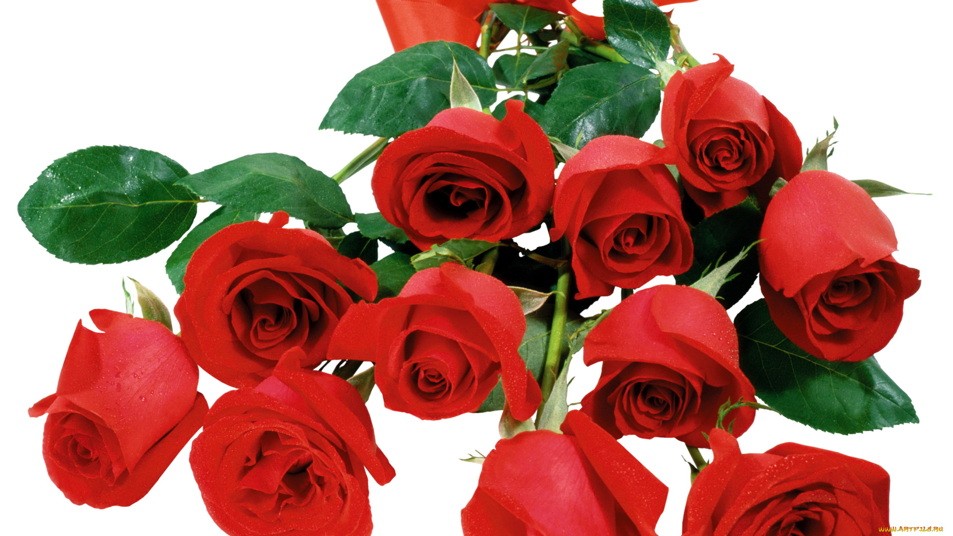 цветы, розы, красный, лента