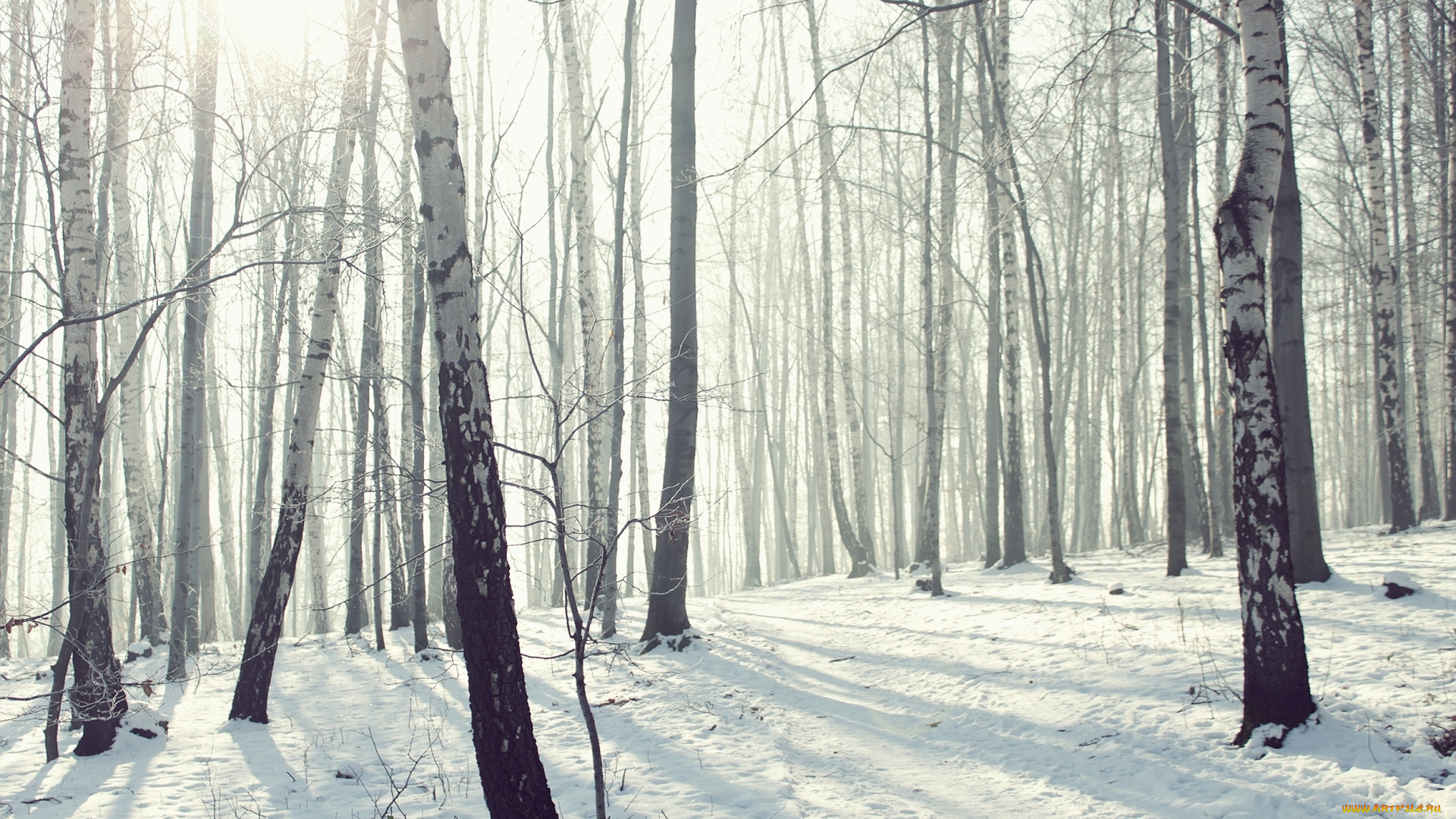 природа, зима, мороз, снег, лес