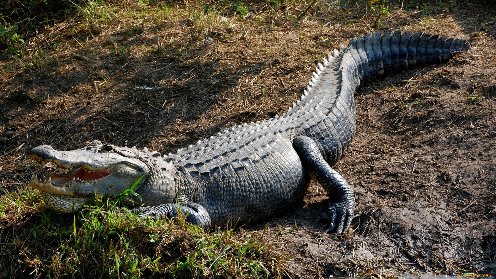 животные, крокодилы, пасть, кожа, гребень