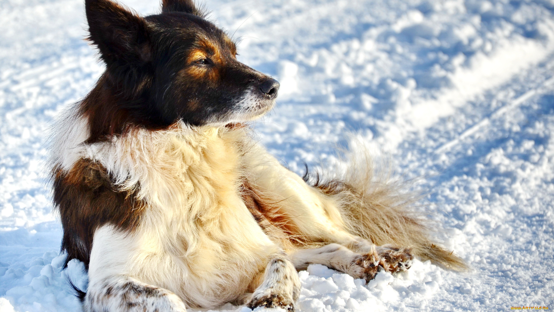 животные, собаки, пёс, снег, зима