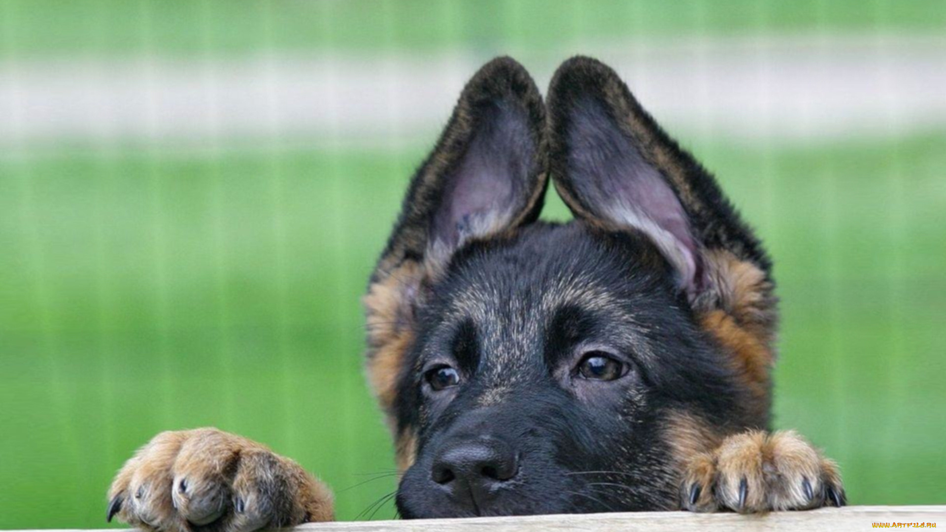 животные, собаки, уши, собака, овчарка