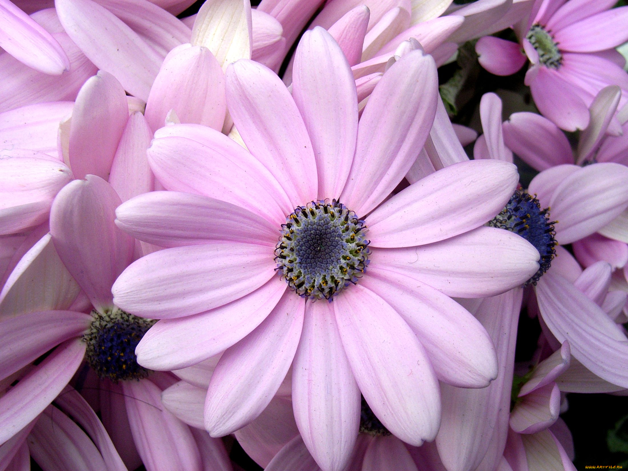 цветы, диморфотеки, лепестки, розовый