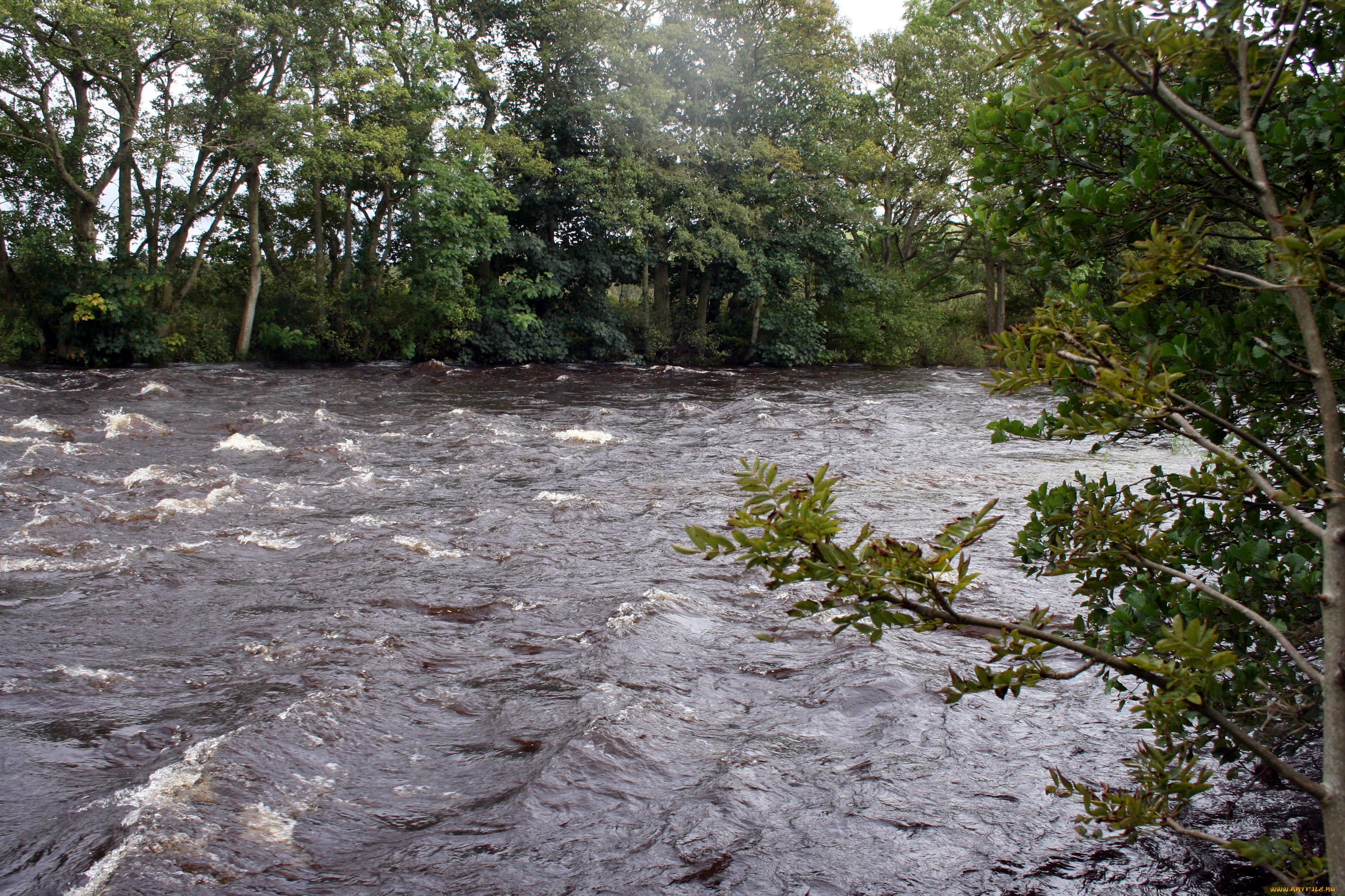 природа, реки, озера, река