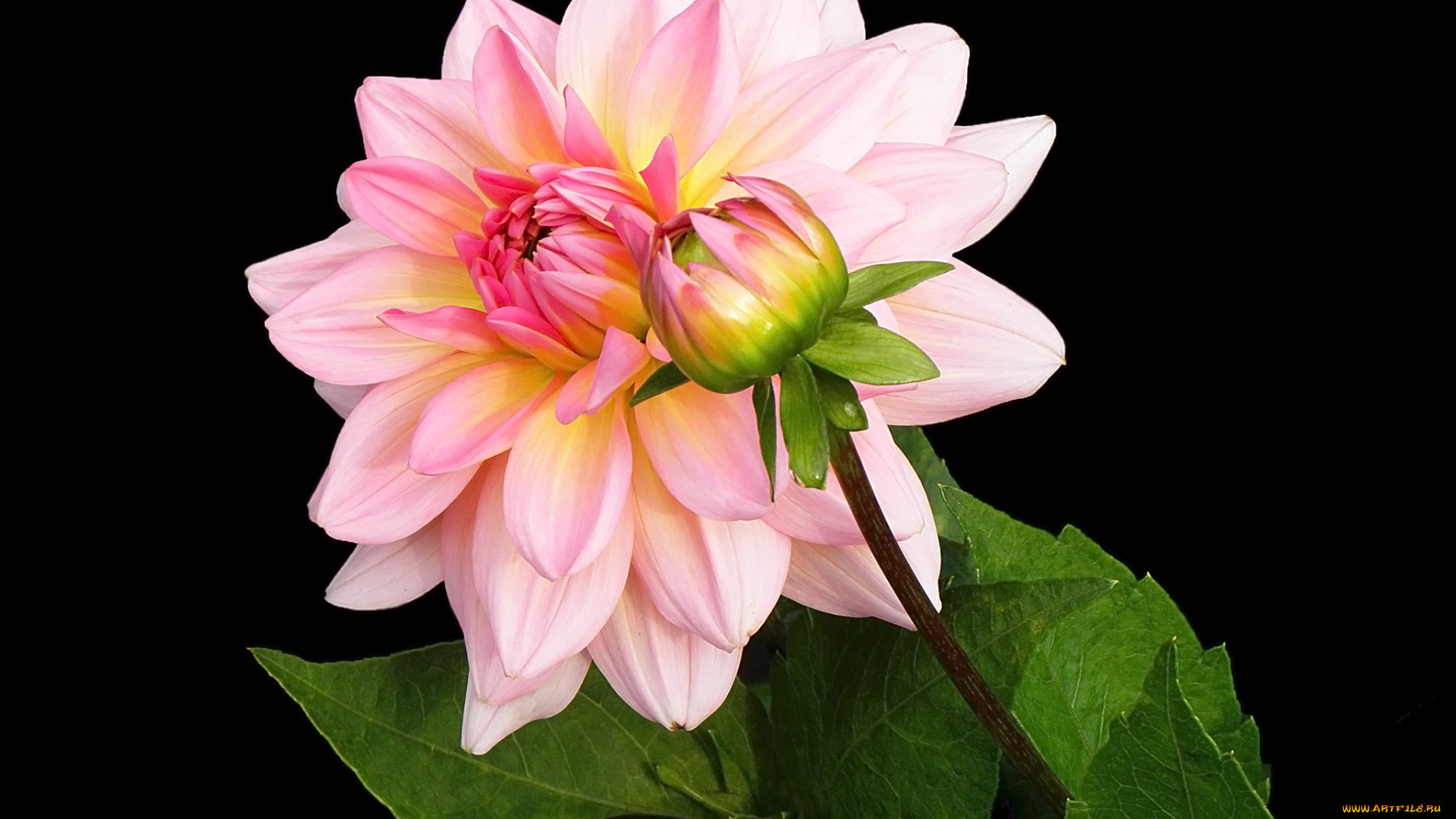 цветы, георгины, георгина