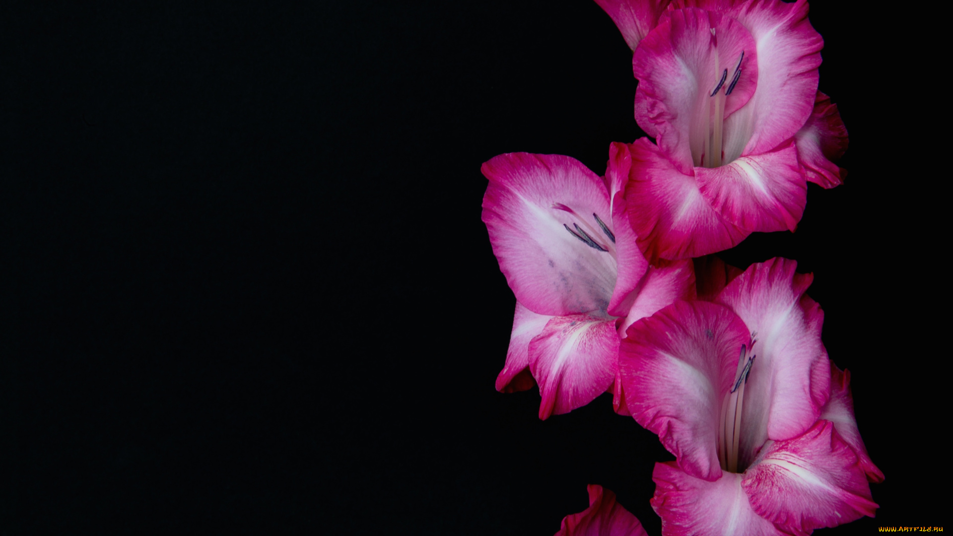 цветы, гладиолусы, розовый